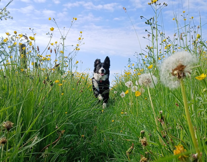 Voedingsadvies hond en kat