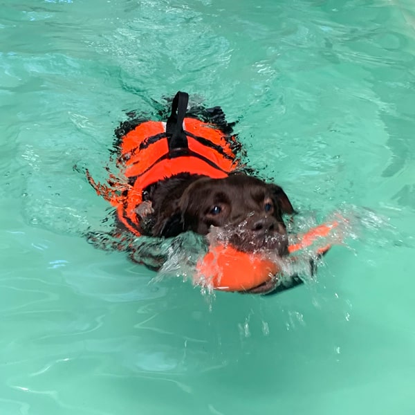 Voedingsadvies voor hond