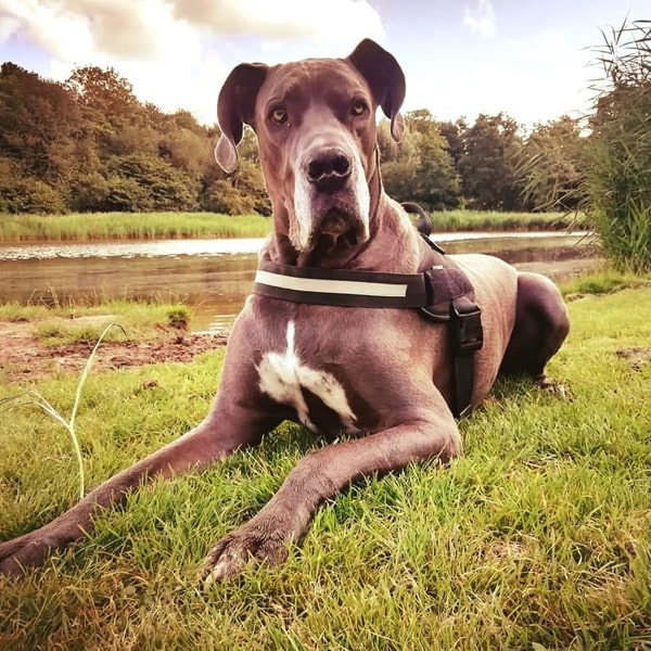 Voedingsdeskundige voor honden en katten