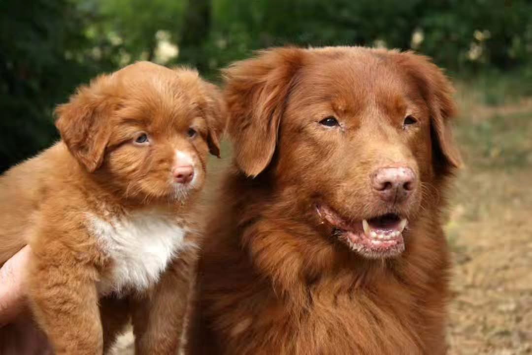 Happy Paw Meals - Voedingsadvies voor honden en katten