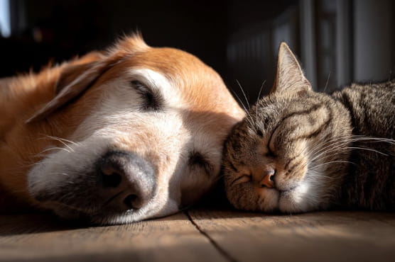 Giardia bij honden