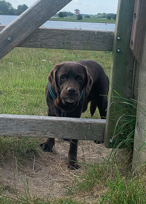 Giardia bij honden
