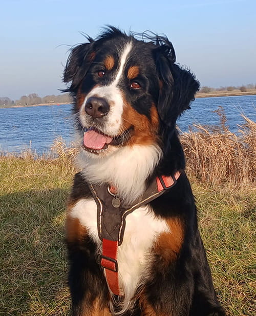 Voedingsdeskundige voor honden