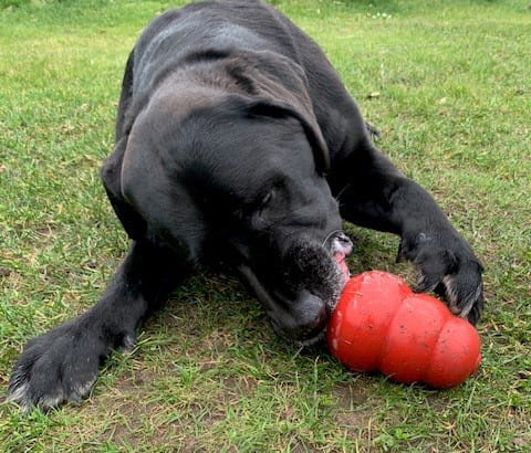 Voedingsdeskundige voor honden