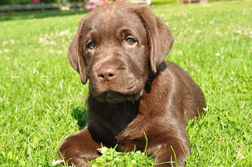 Voedingswijzer honden