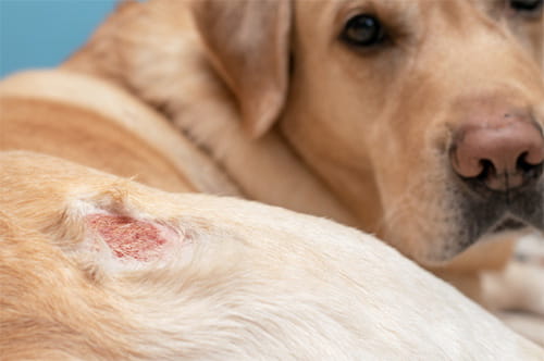 Voedselallergie hond